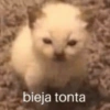 bieja tonta