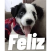 Dog 5