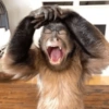 Miquinhos fofoss 15