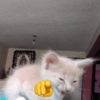 Tiktok Viral 👌🏻 10