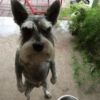 Judgy Schnauzer