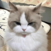 Kucing Marah😡 11