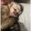 Monkey Mood 11