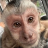 Monkey Mood 16