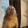 Monkey Mood 8