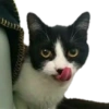Kucing 16