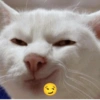 Kucing meme 12