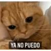 Gatitos 8