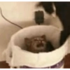 Gatitos   7