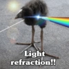 🧿 Kiwi meme Damn🦩🥝 24