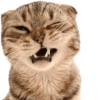 Kucing 21