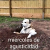 miércoles de agusticidad