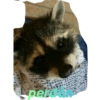 Fer_gie 24