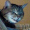 GATINHOS  11