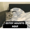 Memes para contestar 5 7