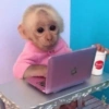 Monos muy monitos 🐒🐵🐒 6