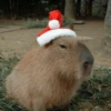 Capivara Noel