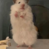🐹•💕Hámster Moods💕•🐹 5