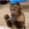 MACACO 7