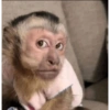 Monkey Mood 12