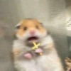 🐹•💕Hámster Moods💕•🐹 13