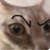 GATINHOS  5