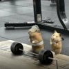 Pal gym 🏋🏻‍♂️ 12