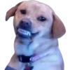 Funny pets 8