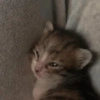 Gatitos triste 🥺 6