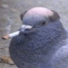 Cigarette Bird