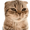 Kucing 18