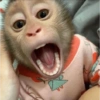 Monkey Mood 15