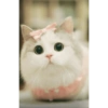 Gatitos tiernos :3 9