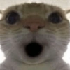 GATINHOS  13