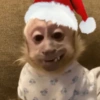 ☃️ A little bit Christmassy ☃️ 14