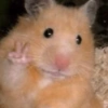 🐹•💕Hámster Moods💕•🐹 10