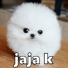 Perritos xd 8