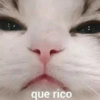 Michis con frases UwU🐱🍭🍨 6