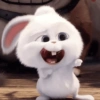 Bunny kelinci 13