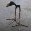 Needle Bird
