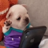 Perro Pibble Meme 🐾 6