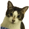Kucing 14