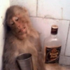 Monkey Mood 26