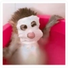 Monitos para el chat 🐒 12
