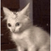 Cat meme funny 6