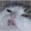 Cats random 5