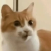 🧿Gatos 🐈🐱 10