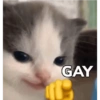 GAY