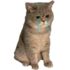 Funny pets 5