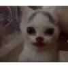 Gatitos random  24